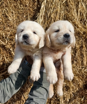 Golden retriever