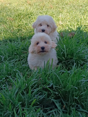 Bichon Maltais