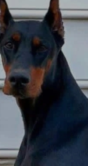 Doberman race le plus fort