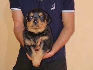 Chiots Rottweiler pure race