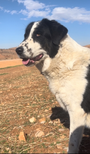 une femelle aidi atlas pure