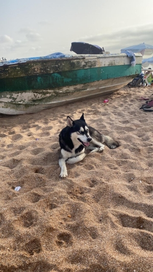 Husky