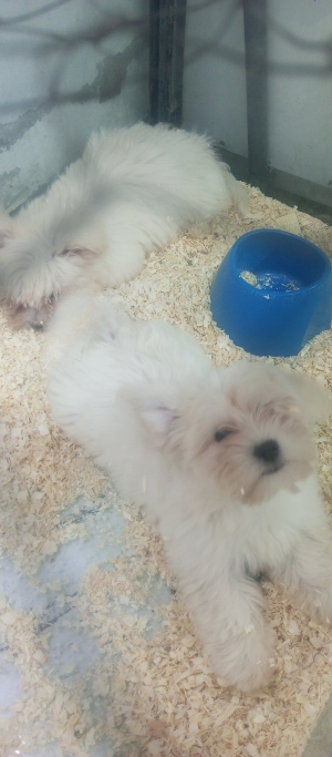 Bichon