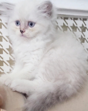 Chatons Highland/ Scottish pure race