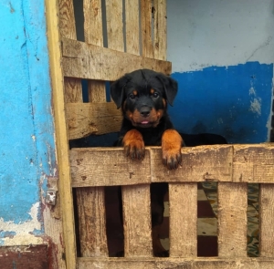 Rotweiller
