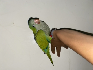 Quaker