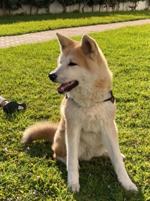 AKITA INU , Pedigree