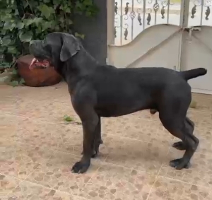 Disp mal cane corso ag 8 mois