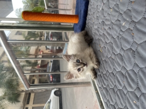 Chatton siamois