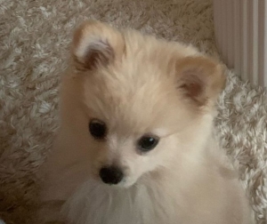 Vente Spitz Nain Male