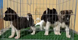 Akita americain PEDIGREE