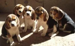 magnifiques chiots beagle