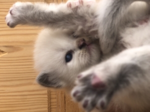 chaton persan