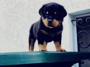 Rottweiler Pedigree Champion