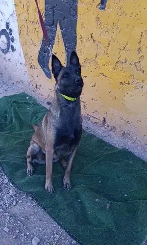 malinois charbonnier