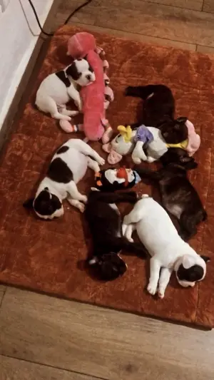 Chiots bulldogs français