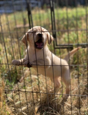 Labrador