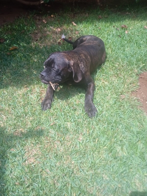 Cani corso