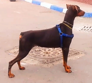 Female Doberman pure Race