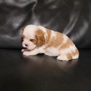 Cavalier king charles