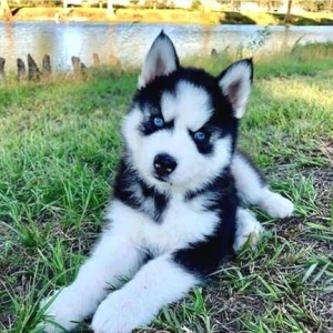 Husky