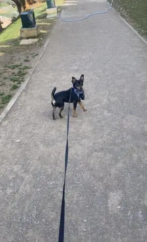 Pinscher nain ( mini doberman )