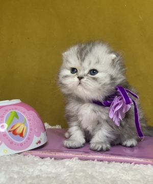 Chat Scottish fold highland