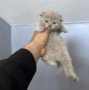 Scottish fold