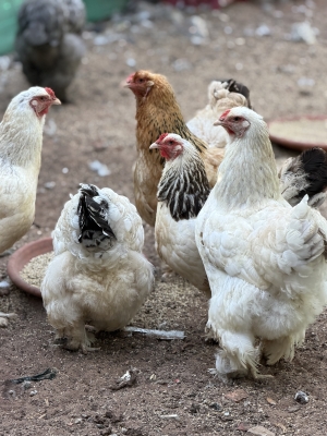 Poulet Brahma