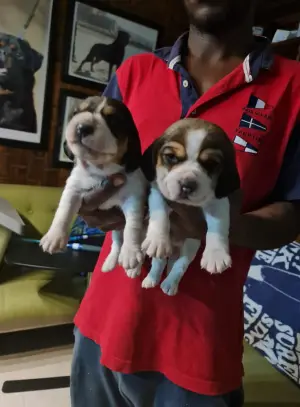 Disponibles magnifiques chiots beagle