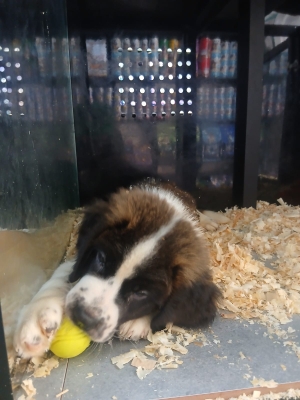 🐶 Chiots Saint-Bernard à vendre – Mâle & Femelle