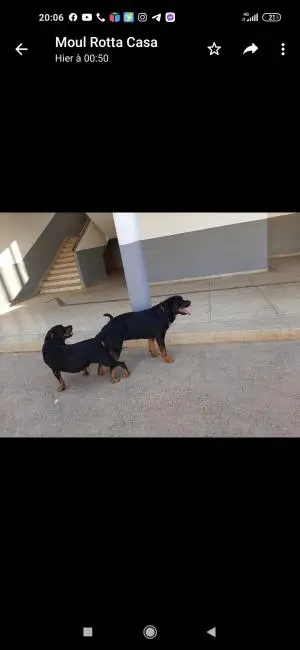 Rottweiler