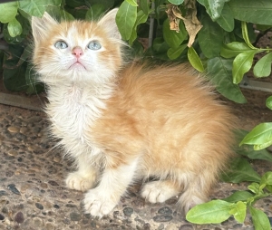 Adoption