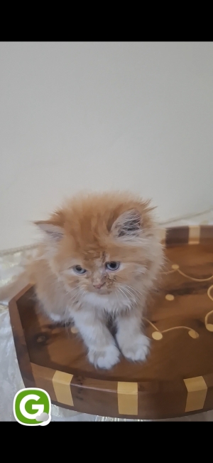 Chat ragdoll persan