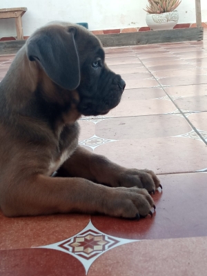 Chiots cane corso pidecri grand gabarit