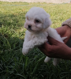 Bichon Maltais