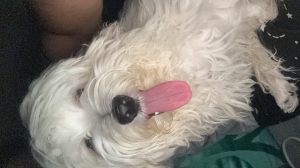 Bichon maltais