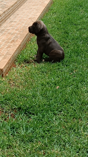 Chiots Cane corso grand gabarit