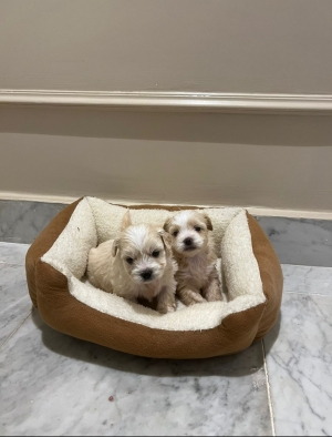 Bichon Havanais 🎊