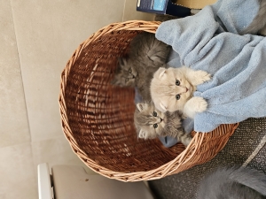 Superbe british et scottish fold