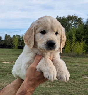 Golden retriever