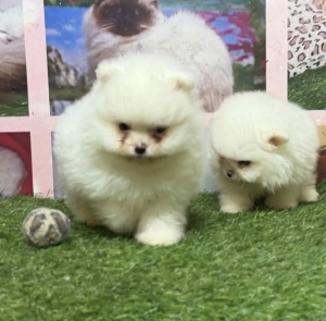 Spitz nain Loulou de pomeranie