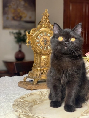 chat british longhair