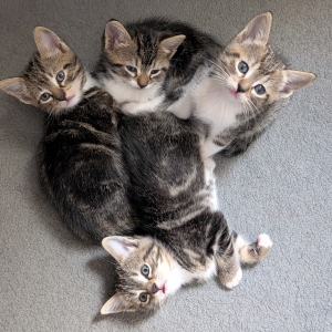 Chatonnes pour adoption
