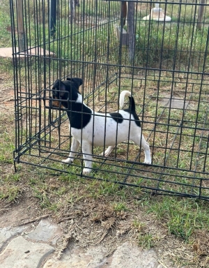 Jack Russell