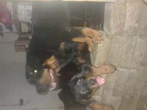 Femelle Rottweiller