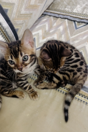 Bengal