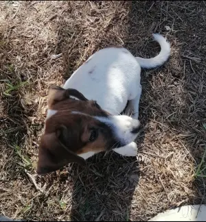 Jack Russell Terrier