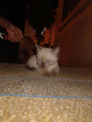 Siamois