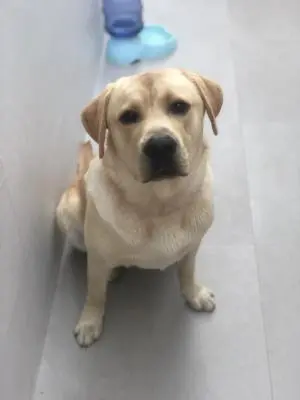 Labrador d’1 an et demi